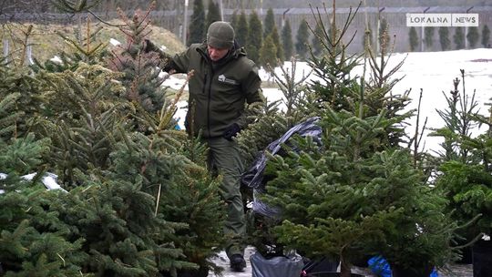 55 choinek dla zwierząt. Akcja „PSYjmiemy choinki” znów połączyła mieszkańców Bełchatowa