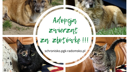 Adopcja zwierzaka za symboliczne 1zł! 