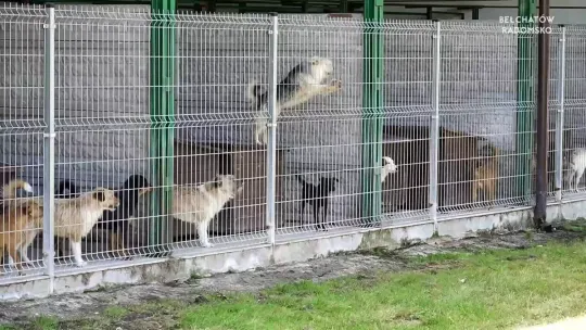 Akcja PSIE-szpiegi w bełchatowskim schronisku