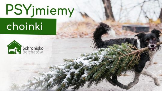 Bożonarodzeniowe drzewka dla zwierząt. Schronisko zaprasza do akcji „PSYjmiemy choinki"