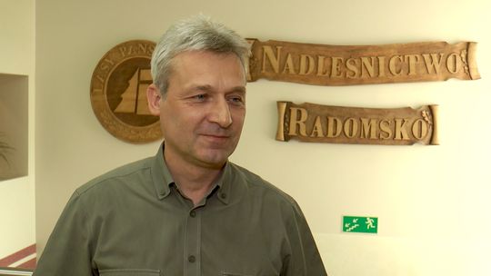 Czy mieszkańcy powiatu radomszczańskiego rzucili się do lasów po chrust? Nadleśnictwo odpowiada
