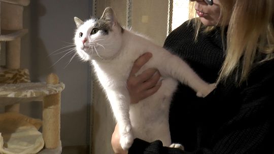 Jak Dzień Kota obchodzą koty ze schroniska w Radomsku?