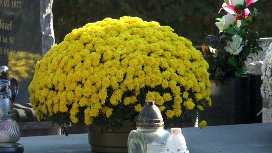 Jak mieszkańcy Bełchatowa oceniają ceny zniczy i kwiatów?