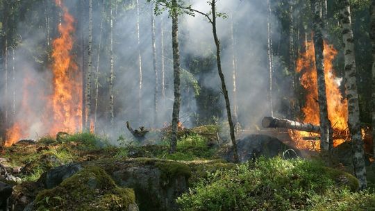 Jeden zakaz zastąpi drugi? Czy będzie można wchodzić do lasów?
