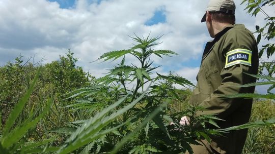 Kolejna plantacja konopi indyjskich zlikwidowana