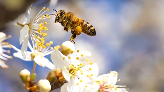 Łódzkie troszczy się o pszczoły i ogłasza konkurs