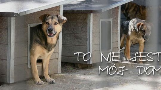 Nie kupuj, adoptuj!