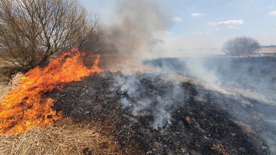 Płonęły 24 hektary. To był jeden z największych pożarów traw w tym roku!