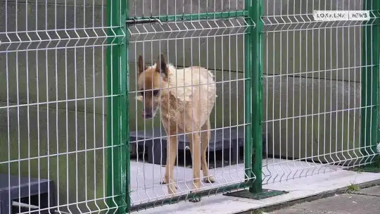 Po sylwestrowej nocy zaginął Twój pies? Może być w schronisku!