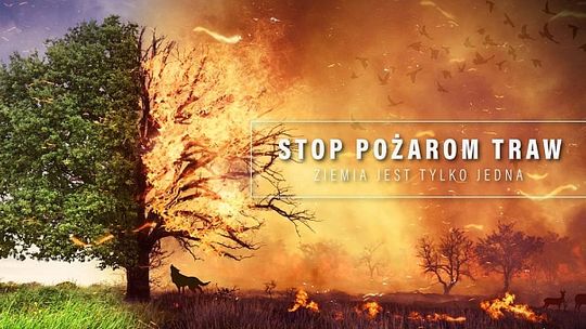 Pożary lasów zdarzają się coraz częściej