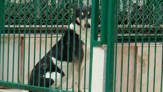 „PSYjaciel nie zabawka” – schronisko w Bełchatowie wstrzymuje adopcje na święta