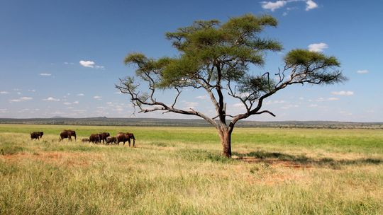 Safari marzeń? Kub Podróżnika zaprasza na spotkanie