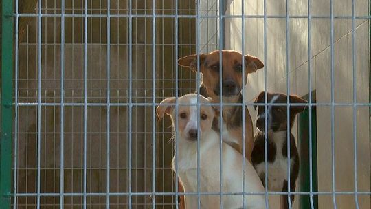 Schronisko wstrzymuje adopcje w okresie świątecznym