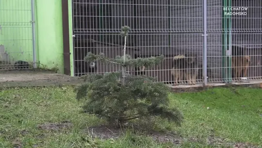 W bełchatowskim schronisku trwa akcja Psyjmiemy choinki