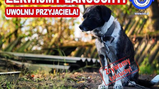 Zakaz trzymania psów i kotów na łańcuchach coraz bliżej. Nowe przepisy czekają na podpis prezydenta