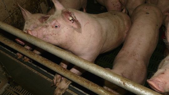 Zawalenie ściany nośnej chlewni w Krzepczowie