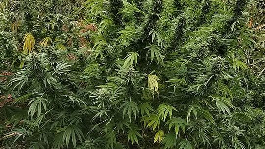 Zlikwidowana plantacja pod Bełchatowem
