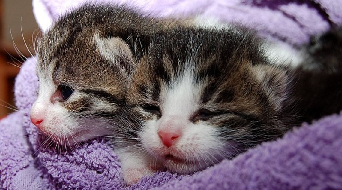 Bełchatowianin odpowie za rozdeptanie małych kotków
