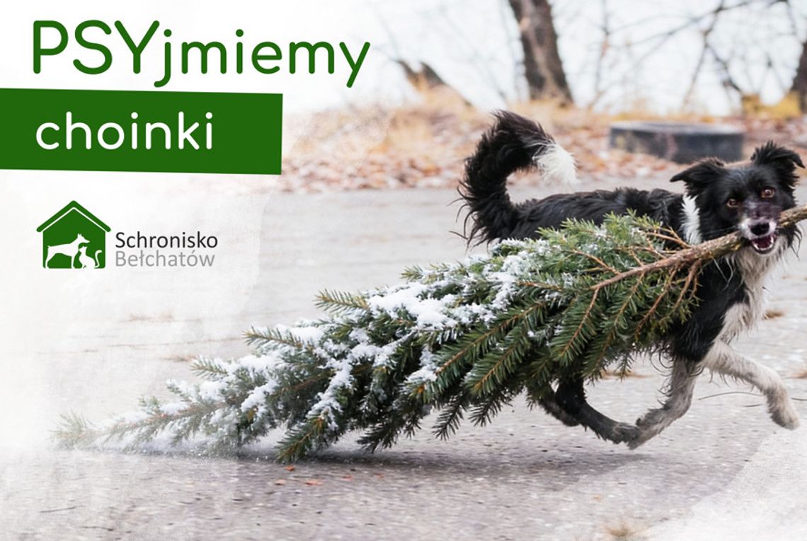 Bożonarodzeniowe drzewka dla zwierząt. Schronisko zaprasza do akcji „PSYjmiemy choinki" Bożonarodzeniowe drzewka dla zwierząt. Schronisko zaprasza do akcji „PSYjmiemy choinki"