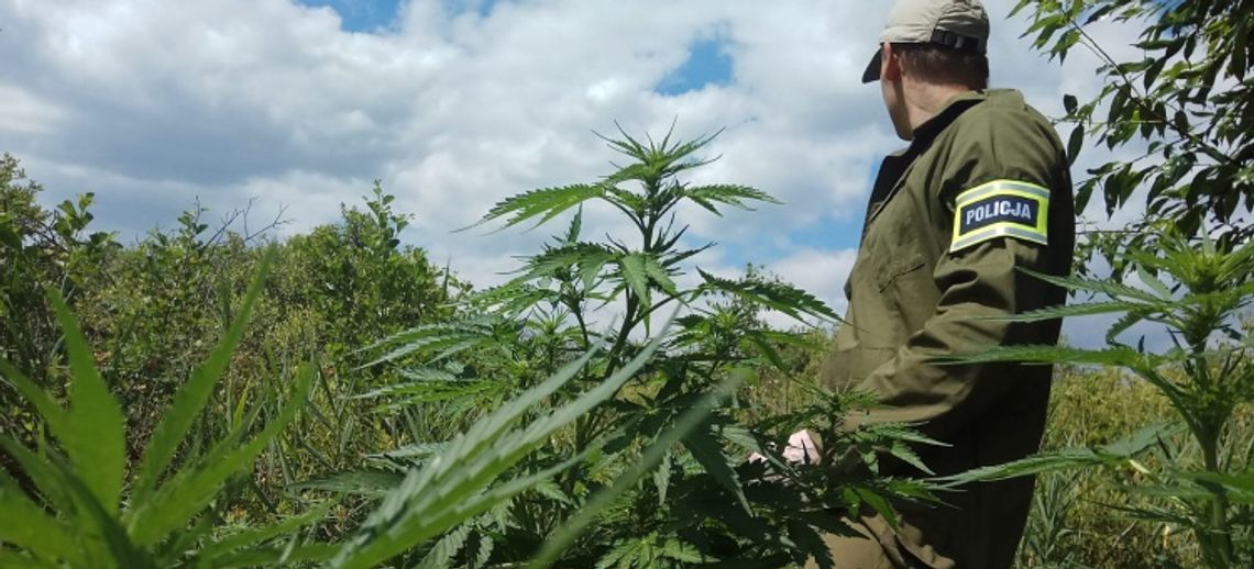 Kolejna plantacja konopi indyjskich zlikwidowana Kolejna plantacja konopi indyjskich zlikwidowana
