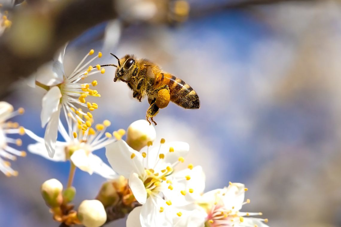 Łódzkie troszczy się o pszczoły i ogłasza konkurs