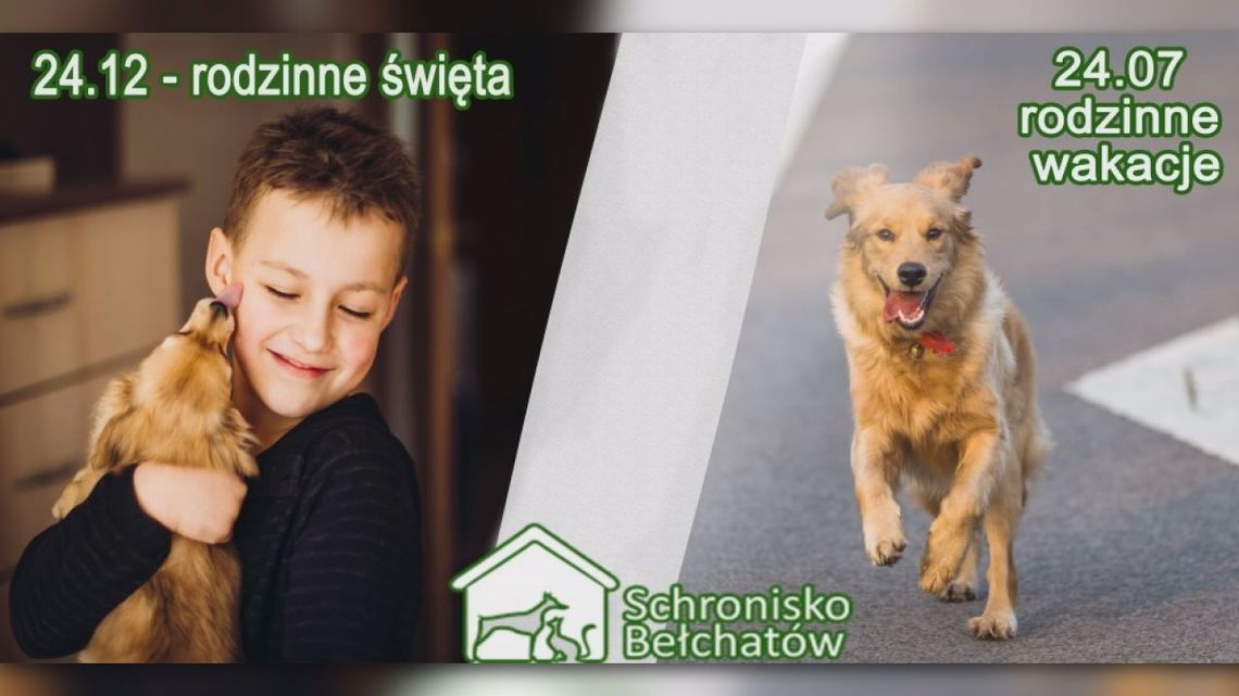 Na czas Gwiazdki adopcje wstrzymane
