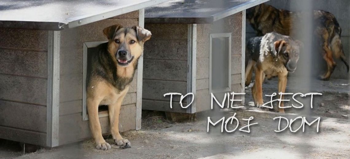 Nie kupuj, adoptuj!