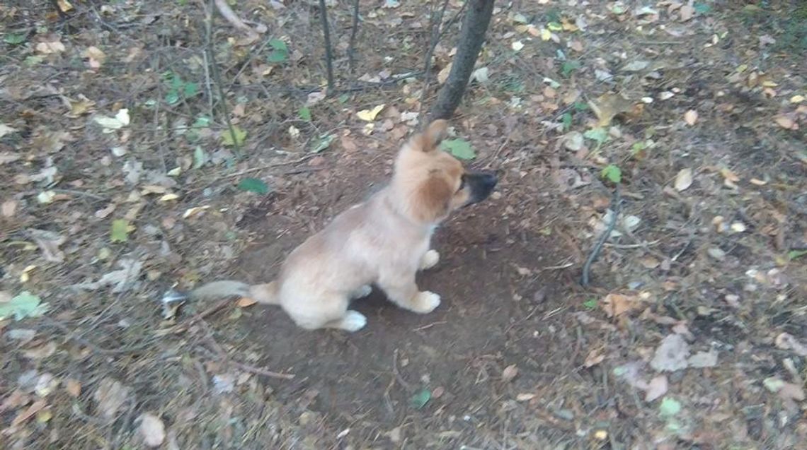 Pies przywiązany do drzewa... Ustalono właściciela!