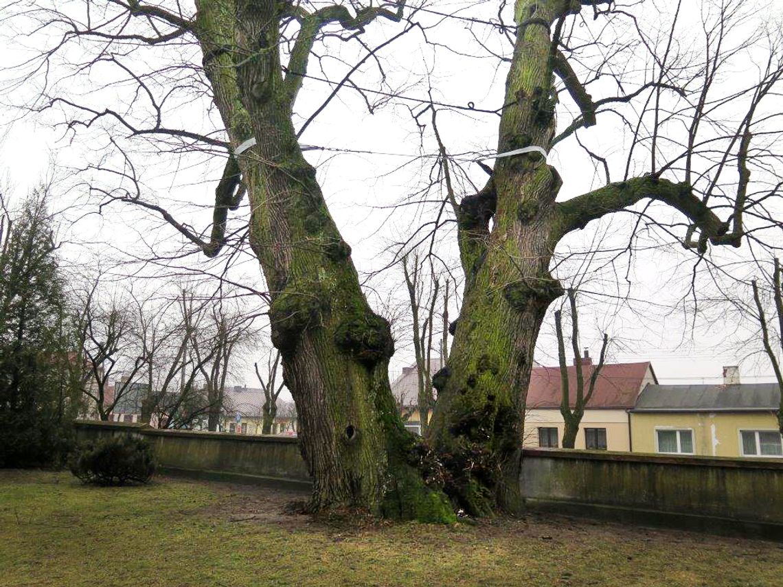 Pomnik przyrody rośnie w Grocholicach