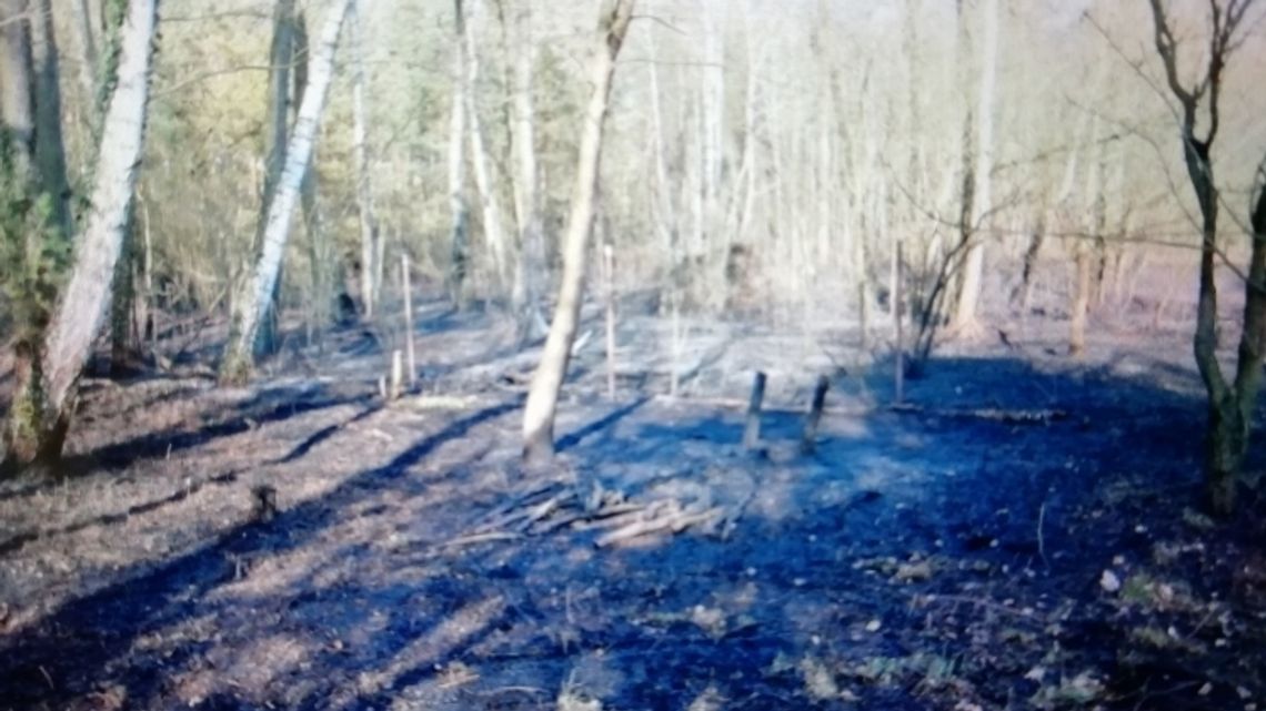 Przez jego lekkomyślność spłonęło 1,5 hektara poszycia lasu
