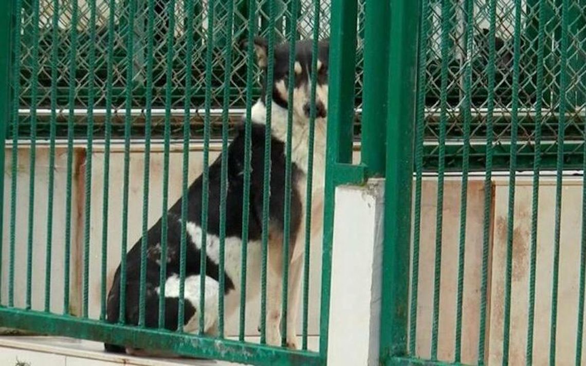 „PSYjaciel nie zabawka” – schronisko w Bełchatowie wstrzymuje adopcje na święta