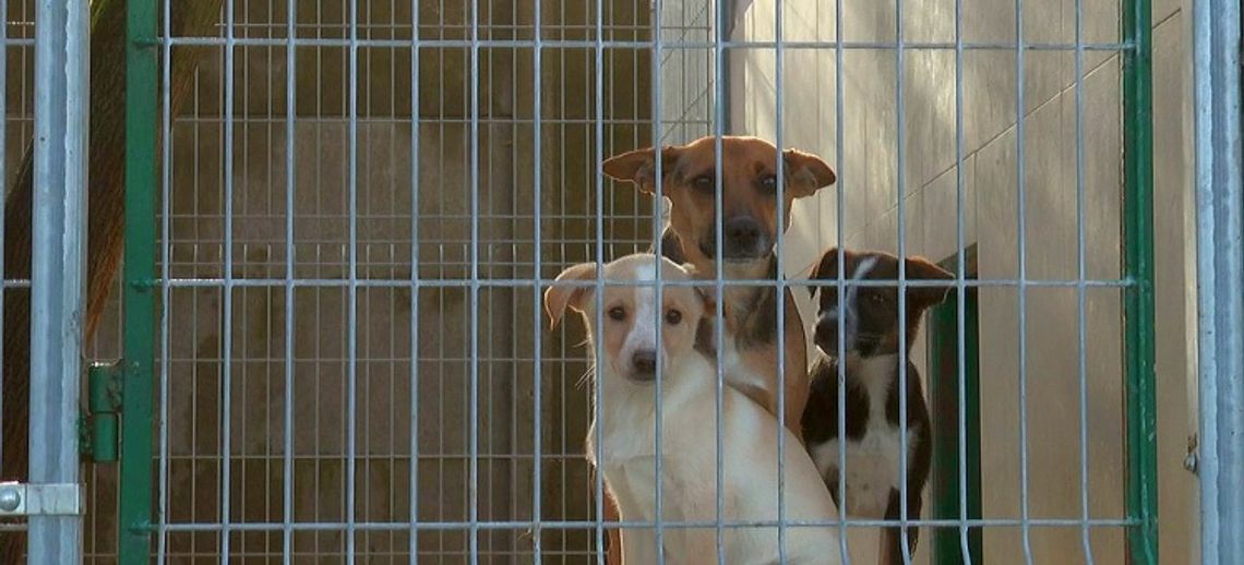 Schronisko wstrzymuje adopcje w okresie świątecznym
