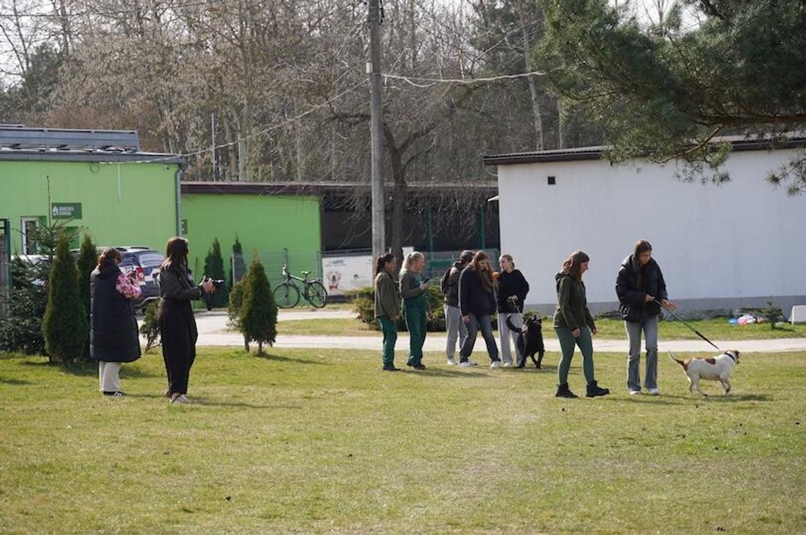Spacery behawioralne w bełchatowskim schronisku. Uczniowie pomagają psom i uczą się empatii