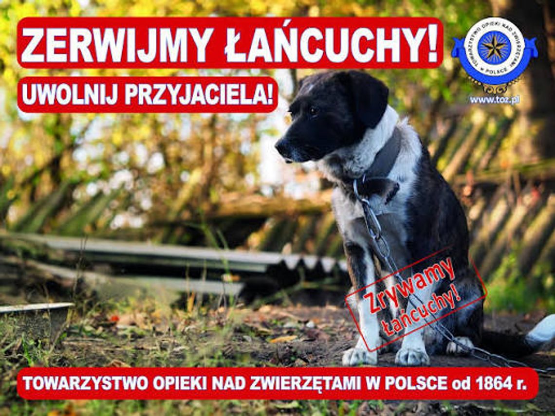 Zakaz trzymania psów i kotów na łańcuchach coraz bliżej. Nowe przepisy czekają na podpis prezydenta Zakaz trzymania psów i kotów na łańcuchach coraz bliżej. Nowe przepisy czekają na podpis prezydenta