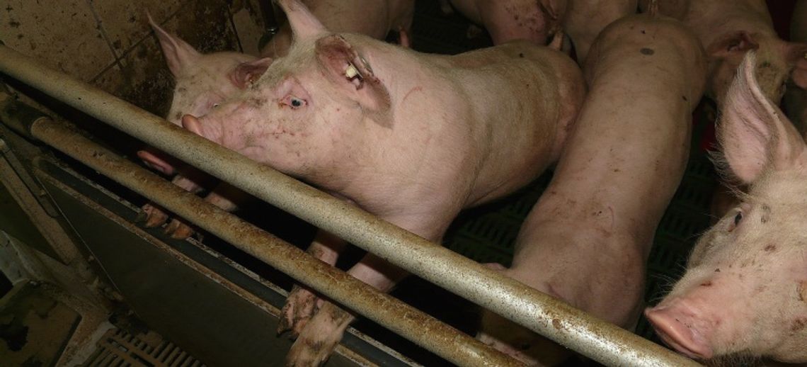 Zawalenie ściany nośnej chlewni w Krzepczowie